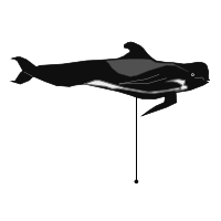 _images/longfinnedpilotwhale.png